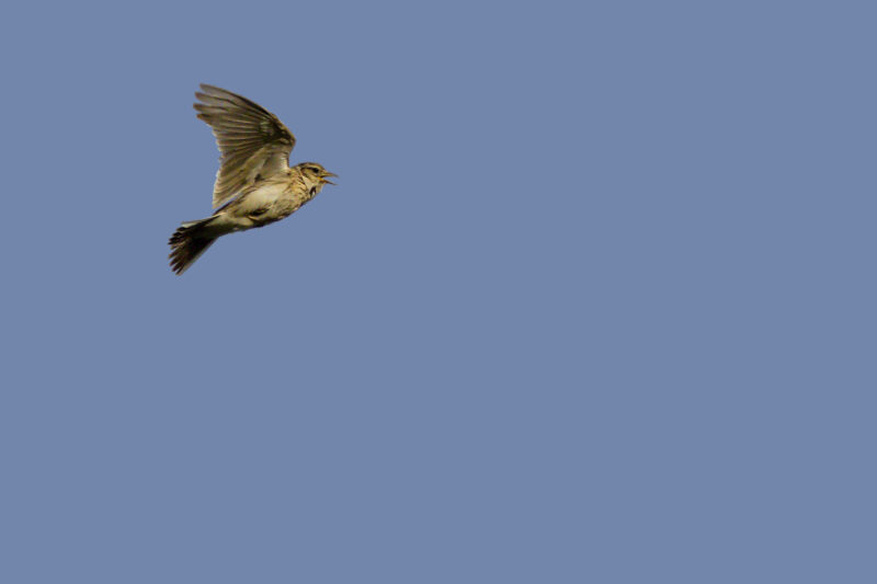 Alouette des champs en Crau